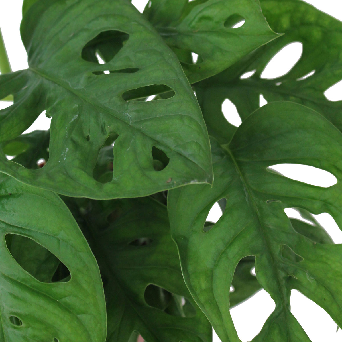 Swiss cheese plant Monstera 'Monkey Leaf' incl. decorative pot  - Hanging plant