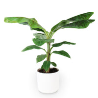 Banana plant Musa 'Cavendish' incl. decorative pot
