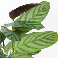 Prayer Plant Calathea 'Compact Star' incl. decorative pot