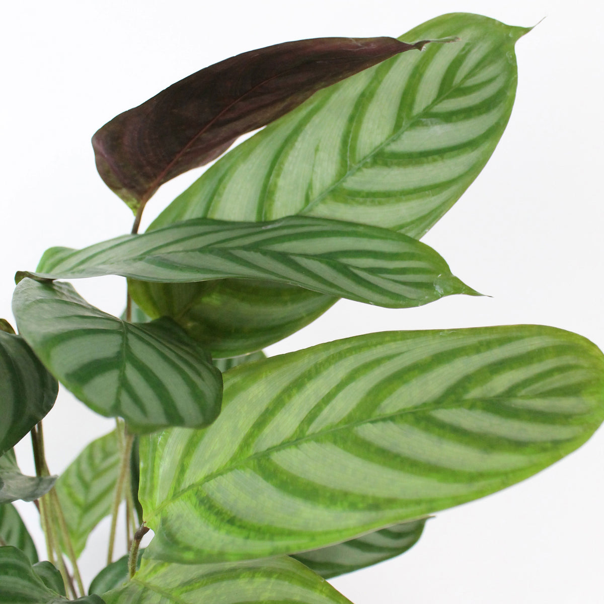 Prayer Plant Calathea 'Compact Star' incl. decorative pot