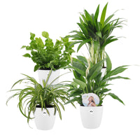 4x Air-purifying plants - Mix incl. Elho decorative pots White