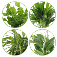 4x Air-purifying plants - Mix incl. Elho decorative pots White