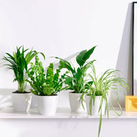 4x Air-purifying plants - Mix incl. Elho decorative pots White