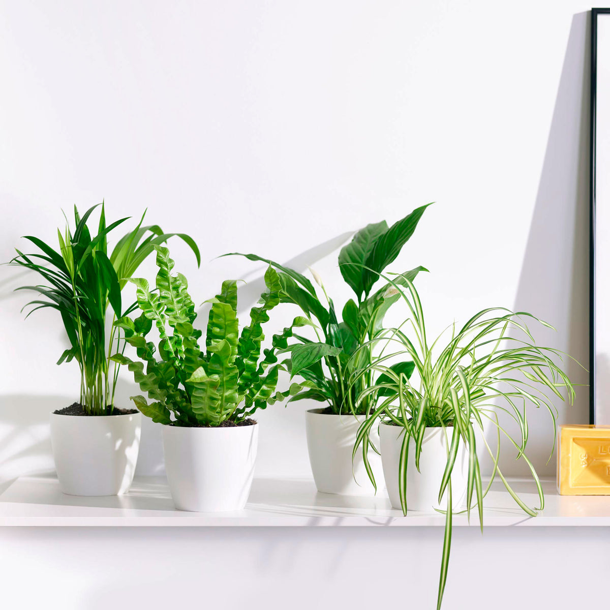 4x Air-purifying plants - Mix incl. Elho decorative pots White