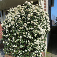 Guelder rose white - Hardy plant