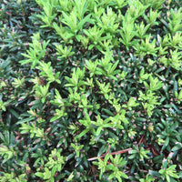 6x Taxus baccata - Hardy plant