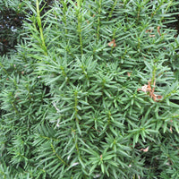 6x Taxus 'Hicksii' - Hardy plant