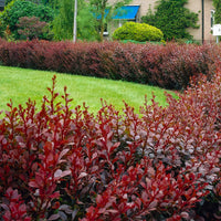 3x Japanese barberry 'Admiration' red - Hardy plant