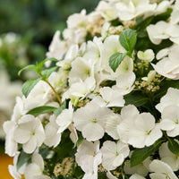 Bigleaf hydrangea Hydrangea 'Runaway Bride' White - Hardy plant