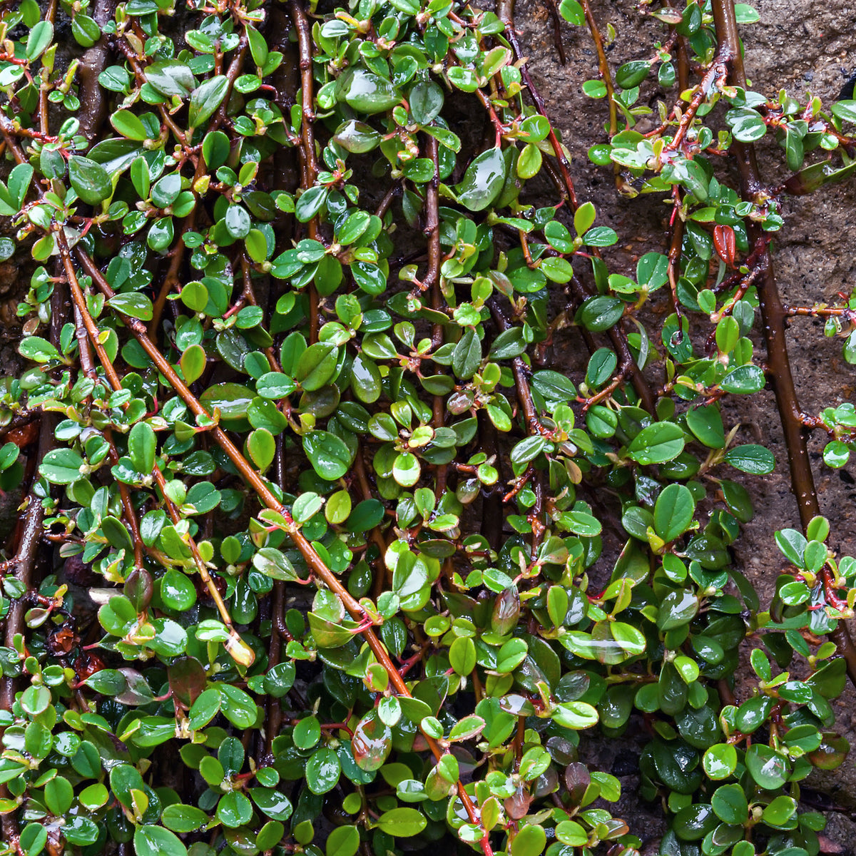 Six-pack of Cotoneaster 'Major' ground cover plants - Hardy plant