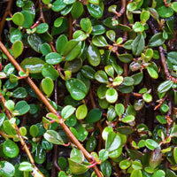Six-pack of Cotoneaster 'Major' ground cover plants - Hardy plant