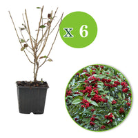 6x Cotoneaster simonsii - Hardy plant