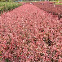 3x Japanese barberry 'Natasza' pink - Hardy plant