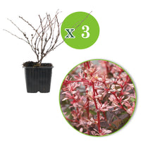 3x Japanese barberry 'Natasza' pink - Hardy plant