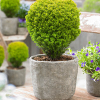 3 Arborvitae 'Anniek' - Hardy plant