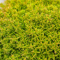 3 Arborvitae 'Anniek' - Hardy plant