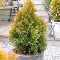 Thuja Cypress Thuja 'Golden Anne' - Hardy plant