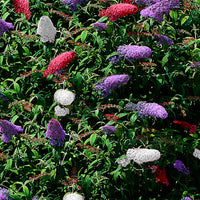 Butterfly Bush 'Tricolor' Purple-White-Pink - Hardy plant