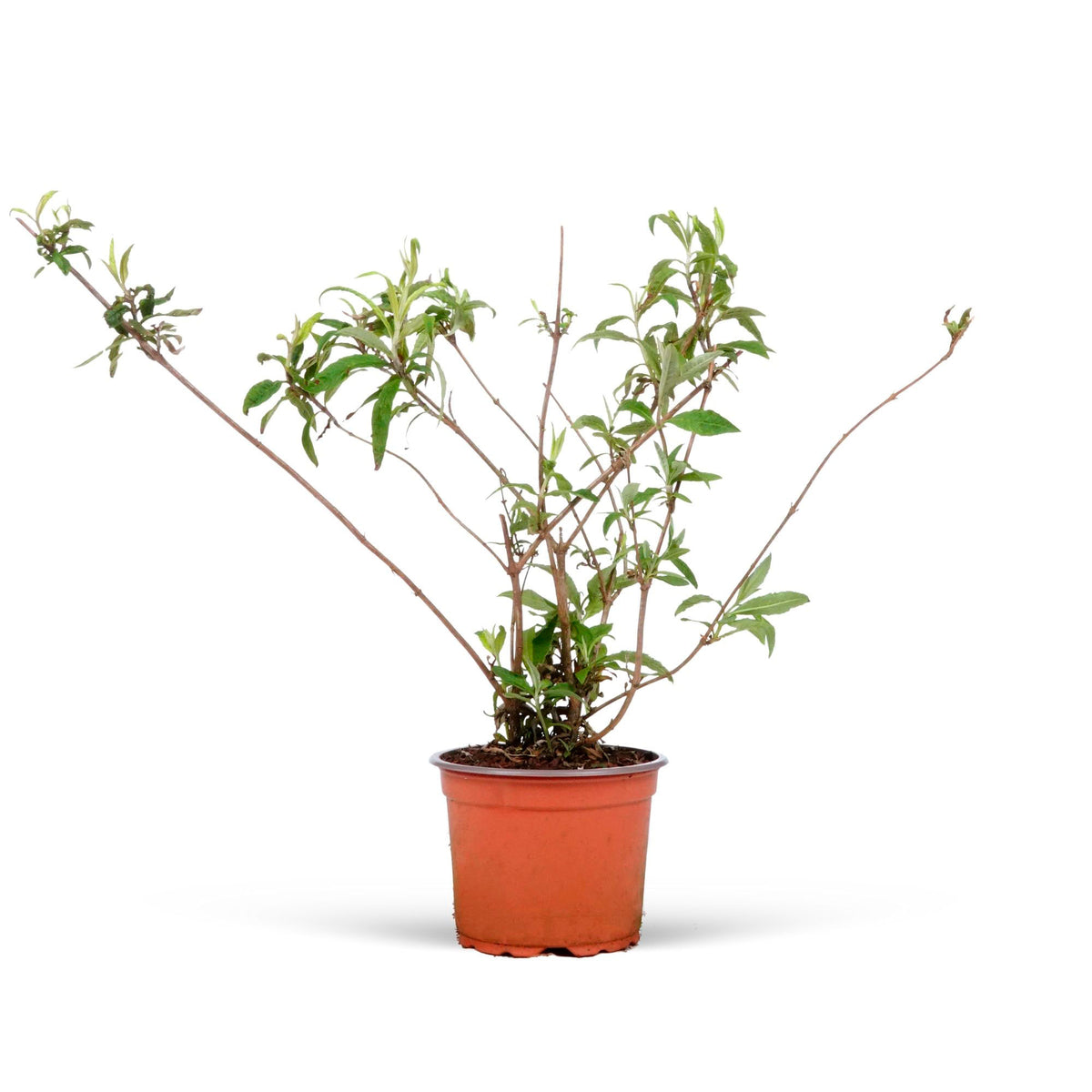 Butterfly Bush 'Tricolor' Purple-White-Pink - Hardy plant