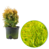 Thuja Cypress Thuja 'Sunny Smaragd' - Hardy plant
