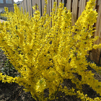 Forsythia 'Mikador' yellow - Hardy plant
