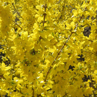 Forsythia 'Mikador' yellow - Hardy plant