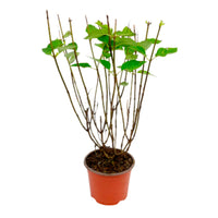 Panicle Hydrangea 'Limelight' White - Hardy plant