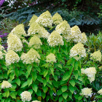 Panicle Hydrangea 'Limelight' White - Hardy plant