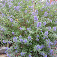 Caryopteris 'Heavenly Blue' blue - Hardy plant
