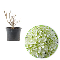 Panicle Hydrangea 'Little Spooky' White - Hardy plant