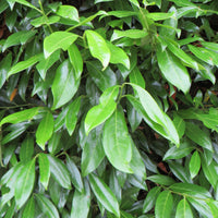 Cherry laurel 'Caucasica' - Hardy plant