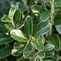 Japanese spindle 'Green Spire' - Hardy plant