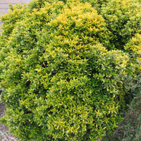 3x Japanese spindle 'Microphyllus Aureovariegatus' - Hardy plant