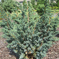 3x Juniper 'Meyeri' blue-grey - Hardy plant