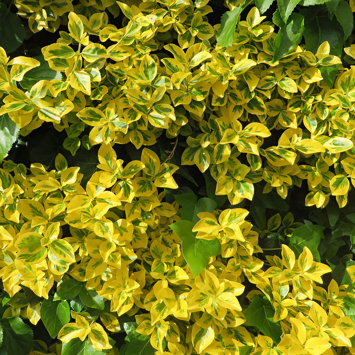 Six-pack of Euonymus 'Emerald Gold' yellow ground cover plants - Hardy plant