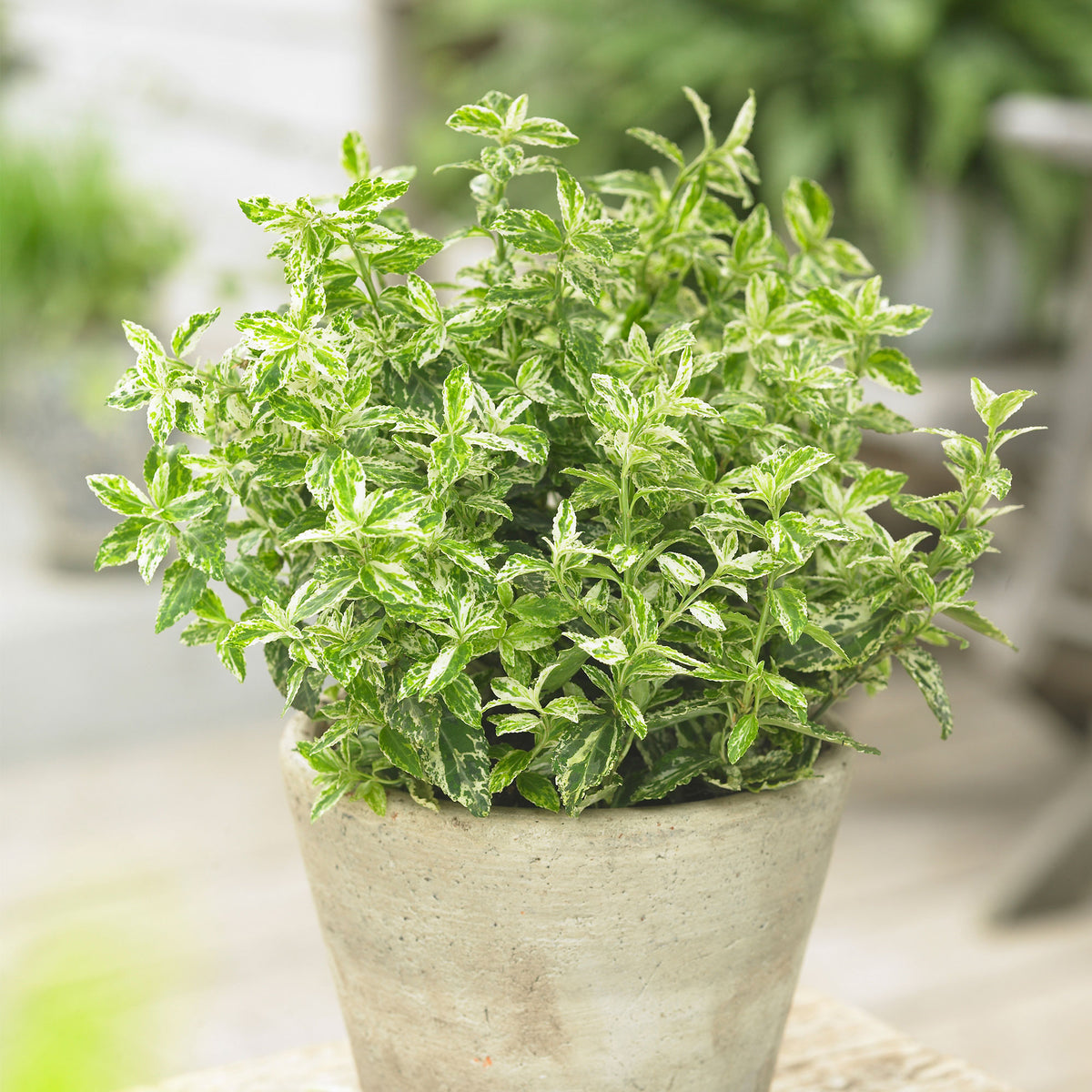 Euonymus  'Harlequin' Yellow-Multicoloured - Hardy plant