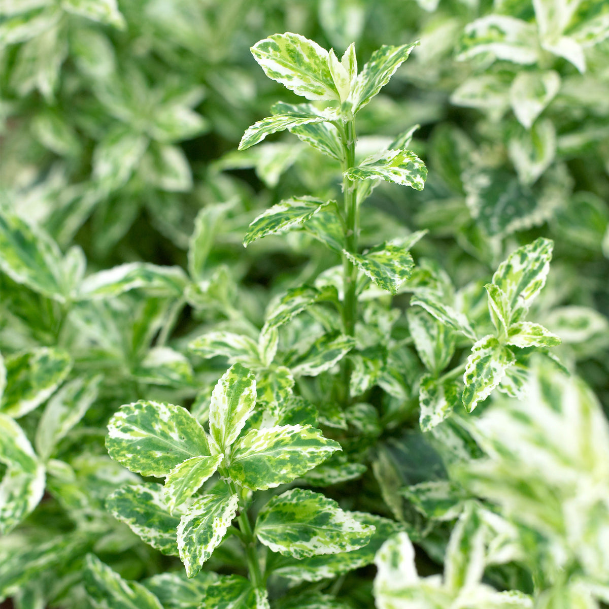 Euonymus  'Harlequin' Yellow-Multicoloured - Hardy plant