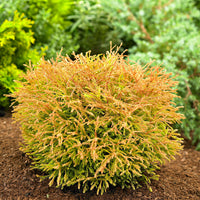 Thuja Cypress Thuja 'Golden Tuffet' - Hardy plant