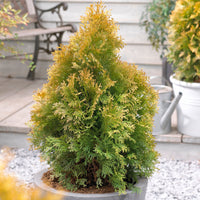 Thuja Cypress Thuja 'Golden Tuffet' - Hardy plant