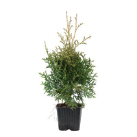 Thuja Cypress Thuja 'Pyramidalis Compacta' - Hardy plant