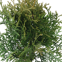 Thuja Cypress Thuja 'Pyramidalis Compacta' - Hardy plant