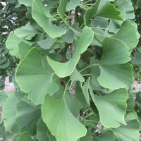 Ginkgo  Green - Hardy plant