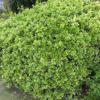 Six-pack of Euonymus 'Emerald Gaiety' ground cover plants - Hardy plant