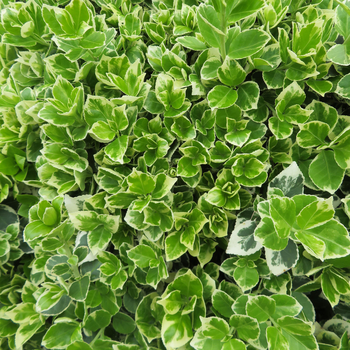Six-pack of Euonymus 'Emerald Gaiety' ground cover plants - Hardy plant