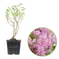Dwarf lilac 'Flowerfesta Pink' pink - Hardy plant