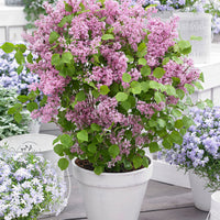 Dwarf lilac 'Flowerfesta Pink' pink - Hardy plant