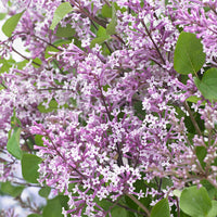 Dwarf lilac 'Flowerfesta Purple' purple - Hardy plant
