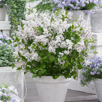 Dwarf lilac 'Flowerfesta White' white - Hardy plant