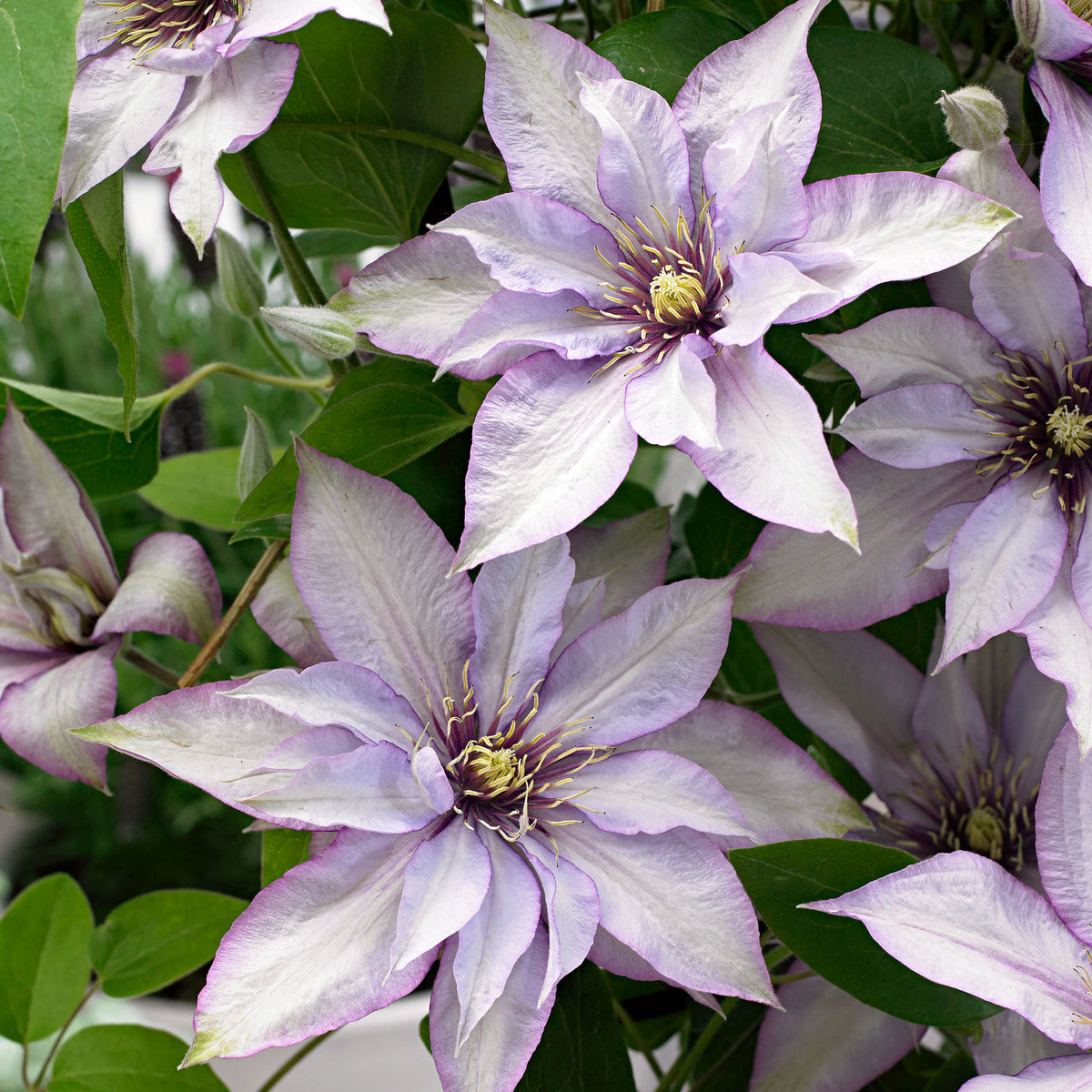 Clematis 'Samaritan Jo' white - Hardy plant