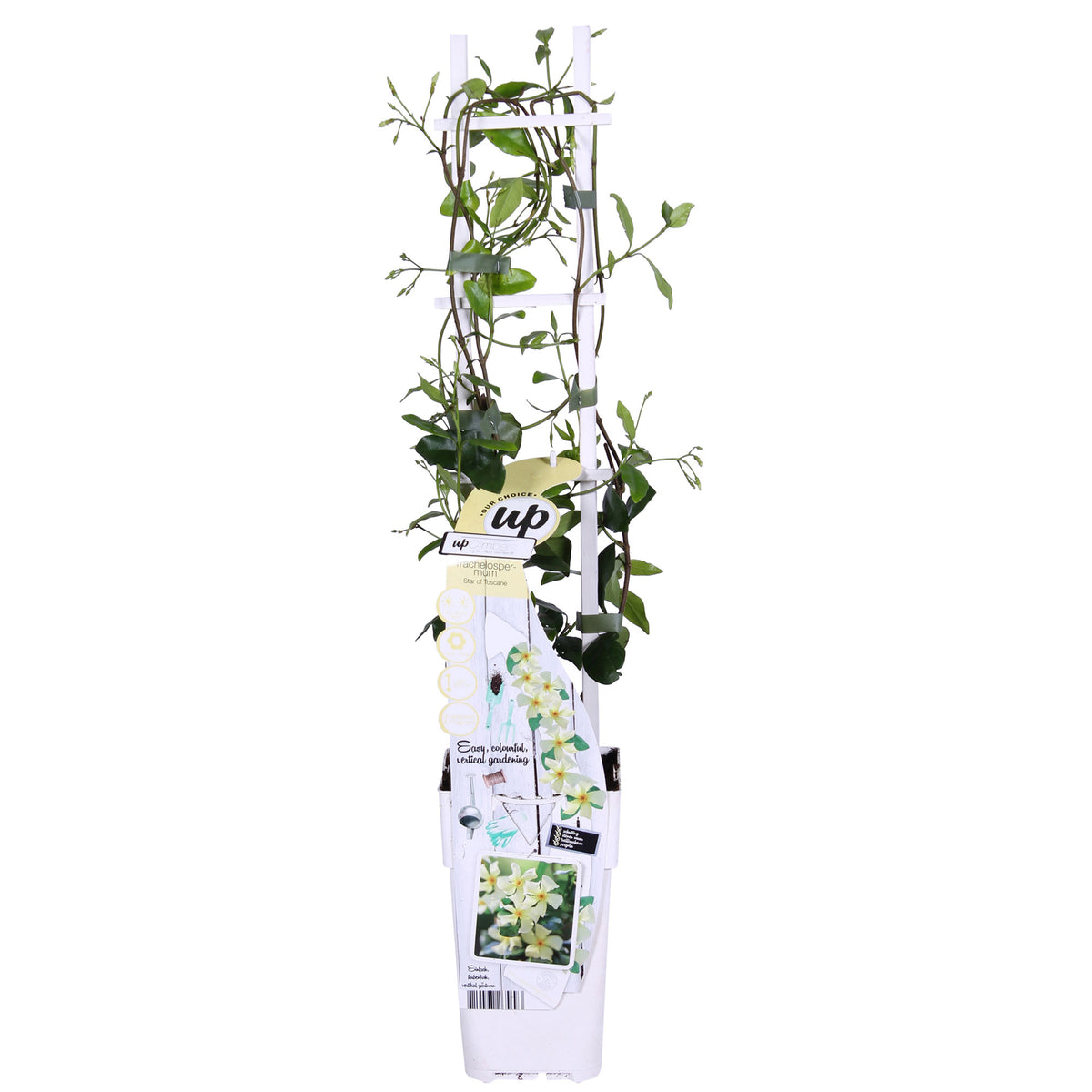 Star jasmine Trachelospermum 'Star of Ibiza' pink - Hardy plant